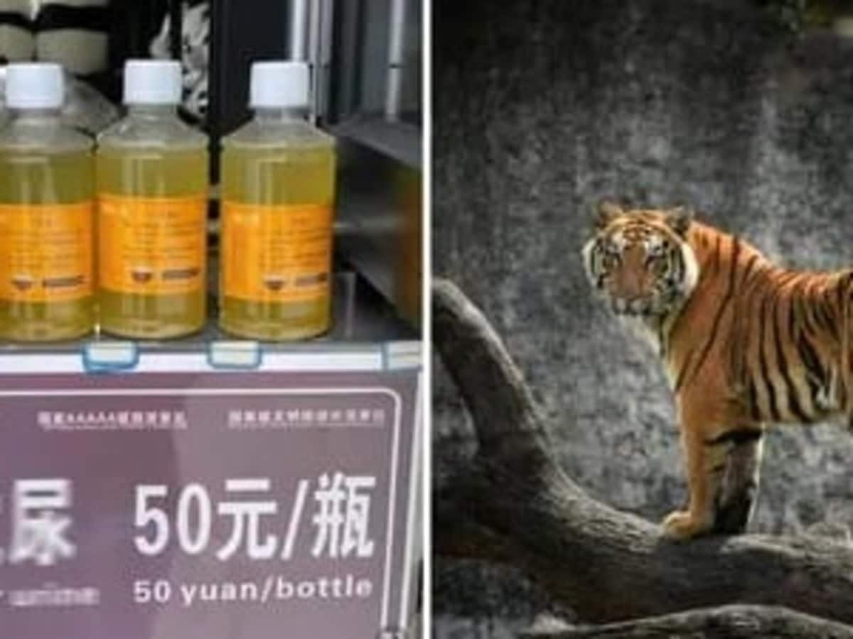 बाघ की यूरिन से ठीक हो जाएगी बीमारी! चीन में डिब्बियों में भरकर हो रहा कारोबार